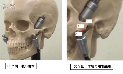 顎の構造