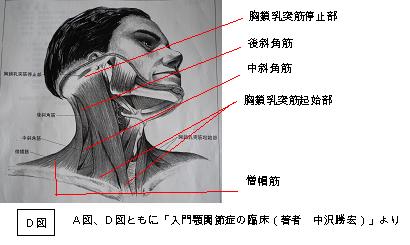 首の筋肉の構造