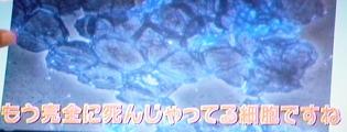 89歳の細胞