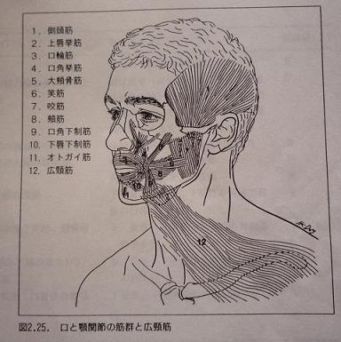 顎関節と周辺の筋群の関係